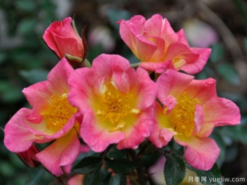 星星升起月季的優(yōu)缺點(diǎn)是什么？