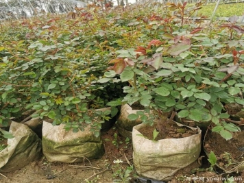 早春苗木植物養(yǎng)護(hù)詳解