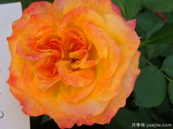 御花園月季的優(yōu)缺點是什么？