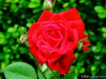 第一紅月季的優(yōu)缺點是什么？