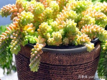 玉綴的養(yǎng)殖方法和注意事項(xiàng)