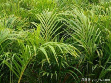 鳳尾竹發(fā)黃發(fā)枯的原因有哪些？