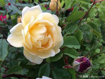 黃色休息日月季優(yōu)缺點是什么？