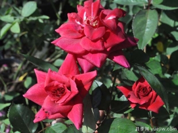 紅絲綢月季的優(yōu)缺點(diǎn)是什么？