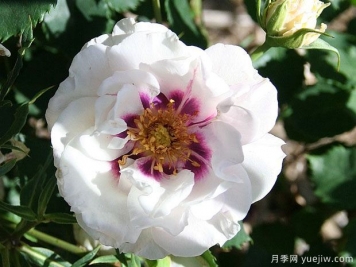 活潑先生月季