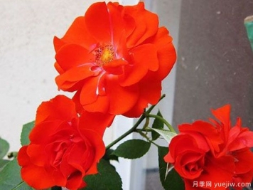 橘紅火焰月季的優(yōu)缺點(diǎn)是什么？