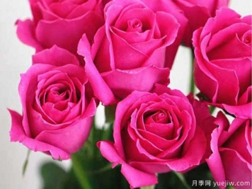 大桃紅鐳射月季的優(yōu)缺點是什么？