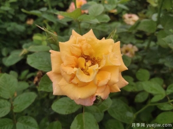 4月月季展葉抽條，如何養(yǎng)護順利爆花