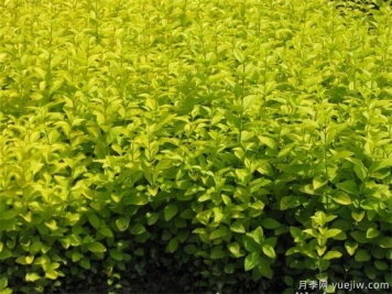 園林植物相生相克表，不要種在一起