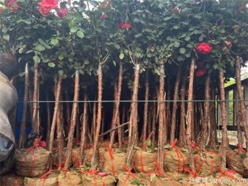綠化苗木移植過(guò)程中，土球散了需要如何處理？