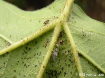 六月份園林常見(jiàn)蟲害病害的識(shí)別與防治