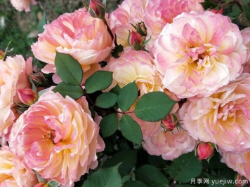 安德烈杜嘉德月季的優(yōu)缺點(diǎn)是什么？