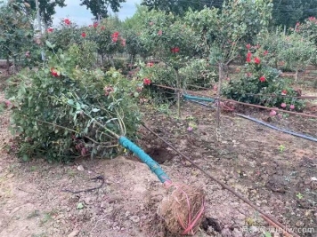 什么苗苗木要帶土球？什么花苗不用帶土球？