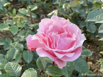 陽(yáng)臺(tái)盆栽植物施肥辦法