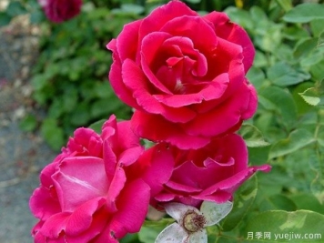 雅卡蘭達(dá)月季/藍(lán)花楹月季
