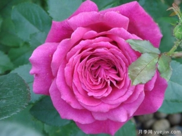 洛麗塔月季的優(yōu)缺點(diǎn)是什么？
