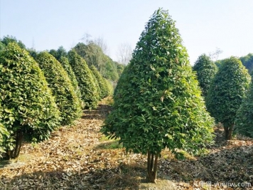 供大于求，目前常規(guī)苗木市場發(fā)展前景怎么樣？