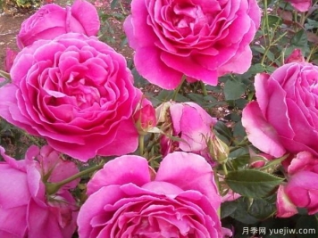 貴婦月季/貴婦人月季