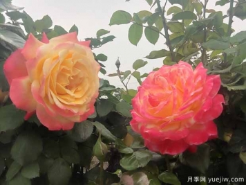 防治7種蟲害，秋天養(yǎng)月季很容易