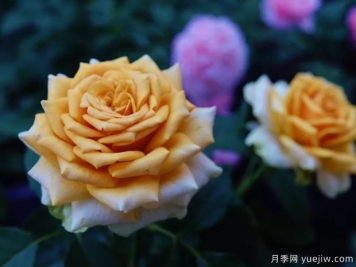 10月北方氣溫驟降，苗木應(yīng)該如何養(yǎng)護(hù)管理？