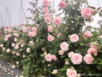 植物間也會(huì)相克，園林綠化應(yīng)重視