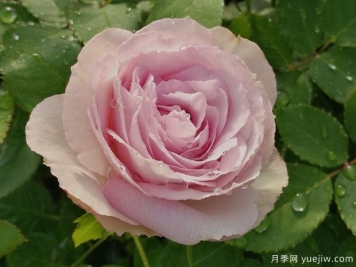 銀色蕾絲月季的優(yōu)缺點(diǎn)是什么？