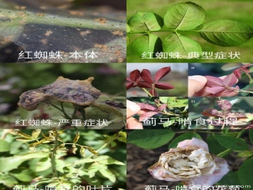 全面的月季蟲害圖鑒，癥狀判斷和防治用藥