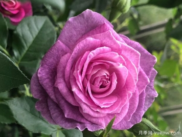 暗物質月季
