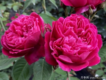 古老月季推薦，紫燕飛舞月季