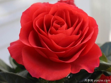 無限國王月季/無限之王