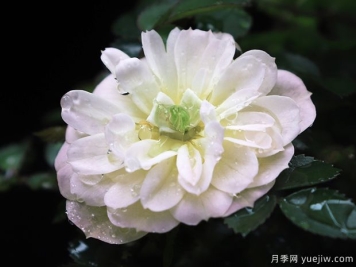 超微月季推薦，雪姬月季