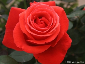 花友寶典，月季養(yǎng)護(hù)要點(diǎn)說(shuō)明書(shū)