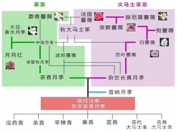 月季的7大香型和10大香調(diào)