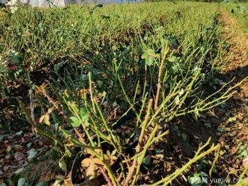 面對(duì)疫情月季滯銷 2023年月季種植戶要積極上網(wǎng)