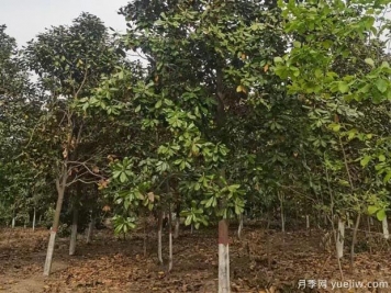 廣玉蘭落葉子禿頂?shù)脑斐稍?？根系生長環(huán)境是關(guān)鍵