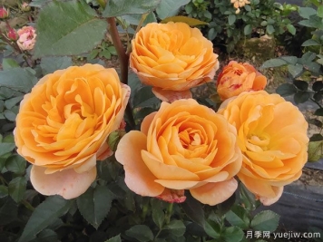 六大木本植物，每個花都是園林的風(fēng)景