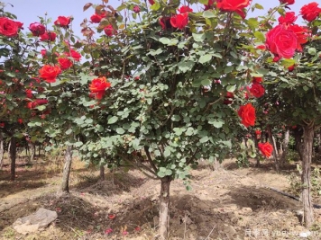 苗木移栽后根系如何快速恢復(fù)？做好6點(diǎn)