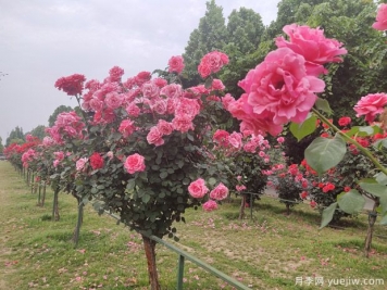 園林綠化的植物八大養(yǎng)護要點