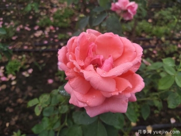 春季花卉月季出現(xiàn)的這些病蟲害，要及時處理