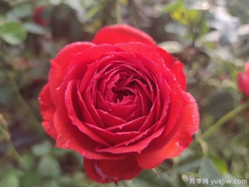 玫瑰？月季？薔薇？如何分清楚？情人節(jié)送的是什么？