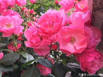 月季八大種類詳解，了解月季如何使用