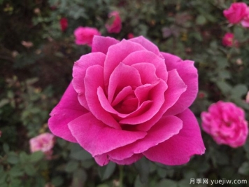 耐寒且一年四季開花的花卉