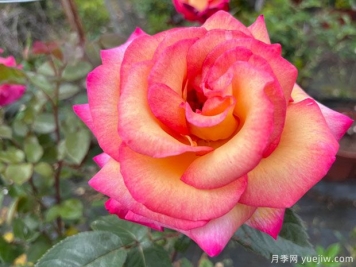 十四五期間將建儲(chǔ)備林3600萬(wàn)畝，選擇什么樹(shù)種？