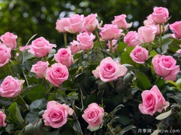 月季花是不是很難養(yǎng)？
