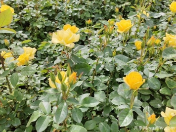 4月做好養(yǎng)護(hù)工作，讓月季輕松爆花