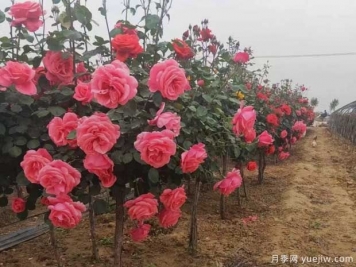 重慶樹狀月季美麗盛開，進(jìn)入花期
