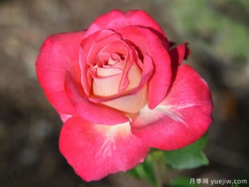寶石恩典月季