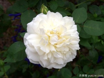 維多利亞公主月季的優(yōu)缺點(diǎn)是什么？