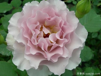 新浪潮月季優(yōu)缺點分析，波浪邊紫色花