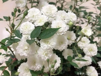 超微月季推薦，雪月月季